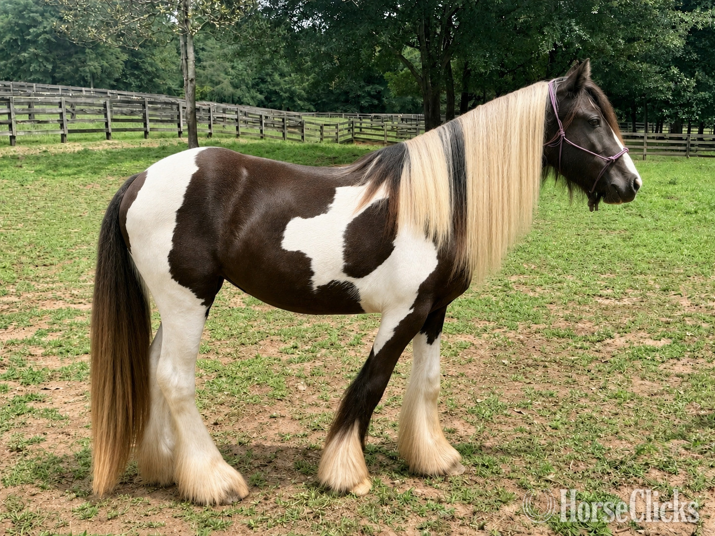 "Violet Sunrise “Lottie”" Piebald Filly Gypsy Vanner