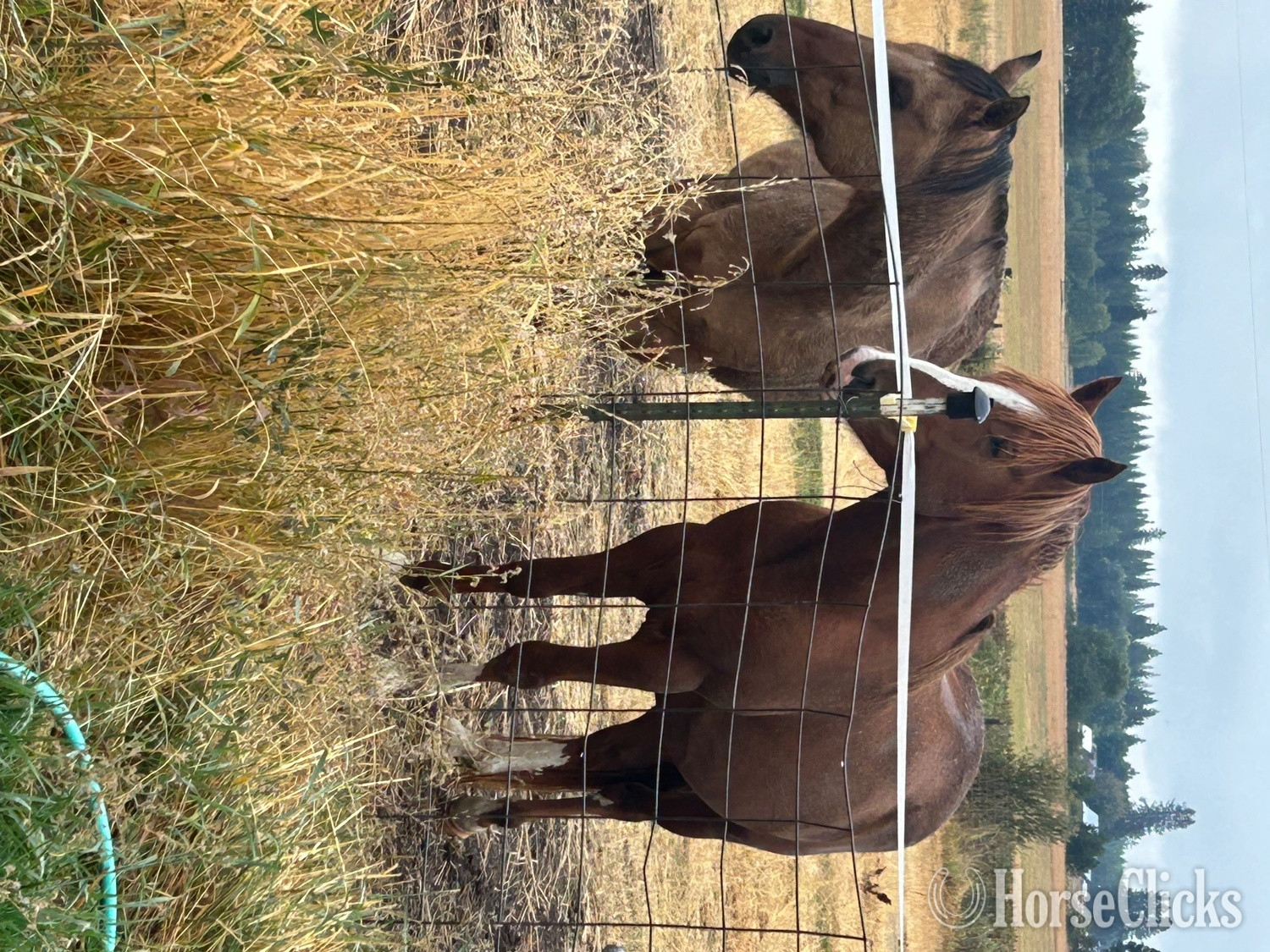 "Merlin " Chestnut Stallion Mustang Washington