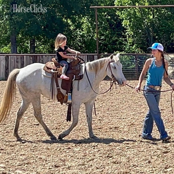 "Bubbles" Grey Mare Quarter Pony in Texas