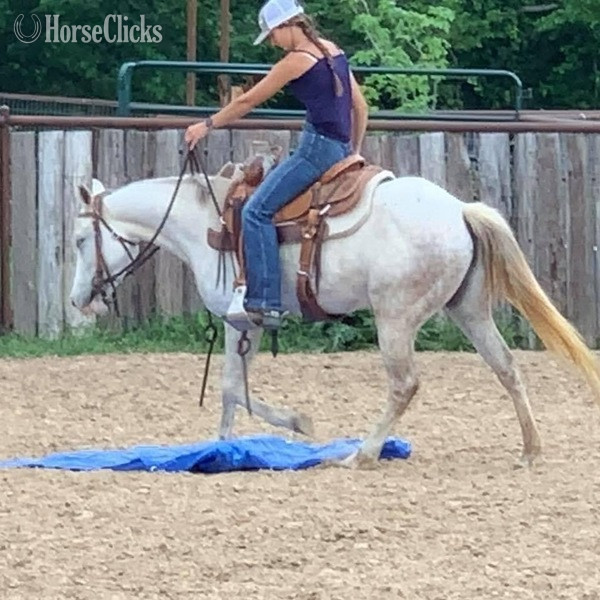 "Bubbles" Grey Mare Quarter Pony