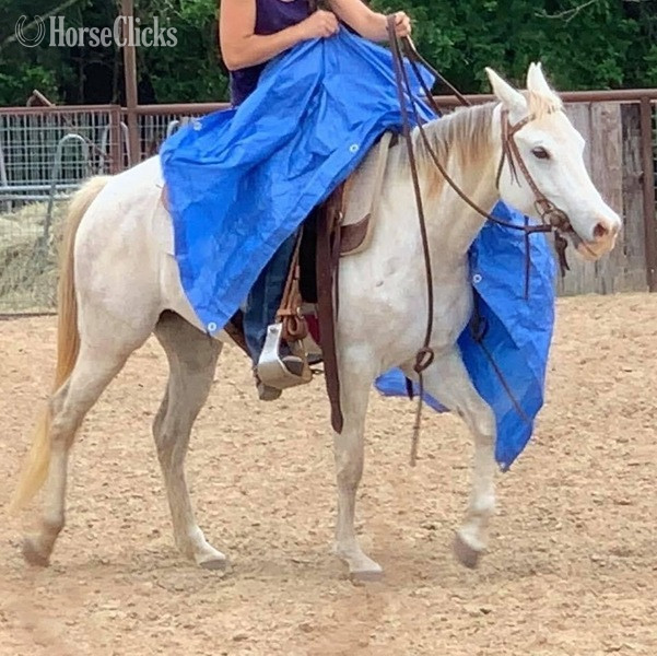 Texas "Bubbles" Grey Mare Quarter Pony