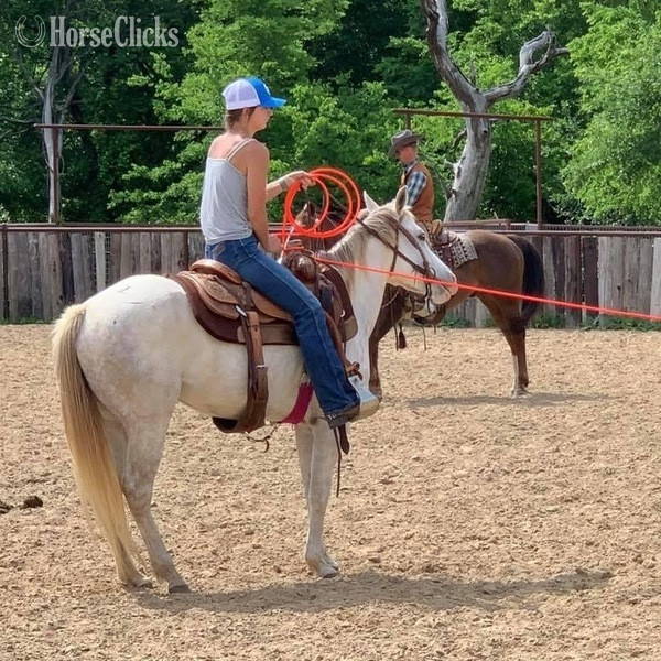 "Bubbles" Grey Mare Quarter Pony - Quarter Pony in Texas