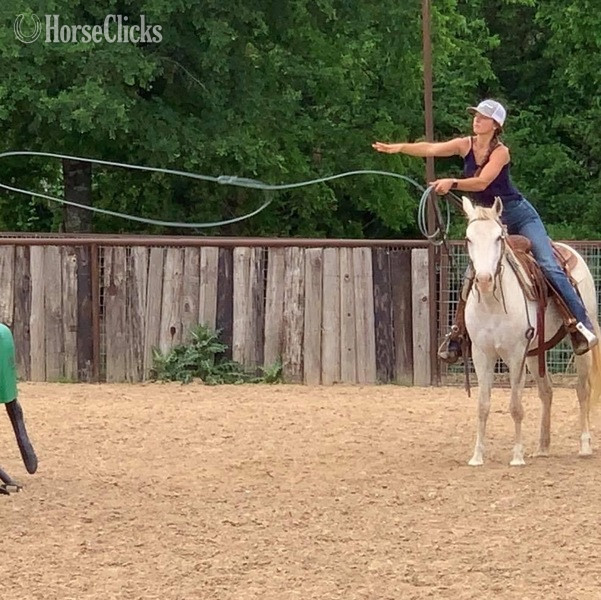 "Bubbles" Grey Mare Quarter Pony Texas