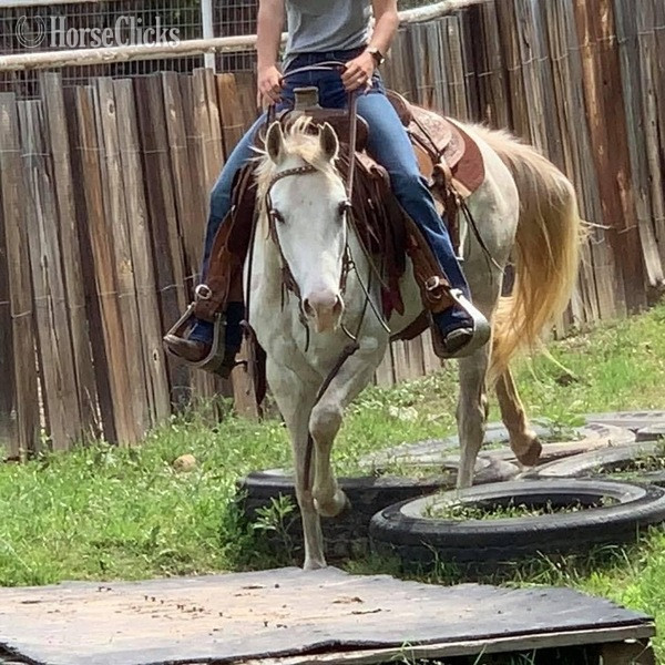 Quarter Pony - "Bubbles" Grey Mare Quarter Pony in Texas