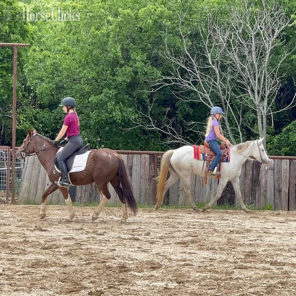Quarter Pony - "Bubbles" Grey Mare Quarter Pony