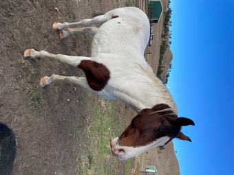 "Georgia General" Spotted Gelding Tennessee Walker