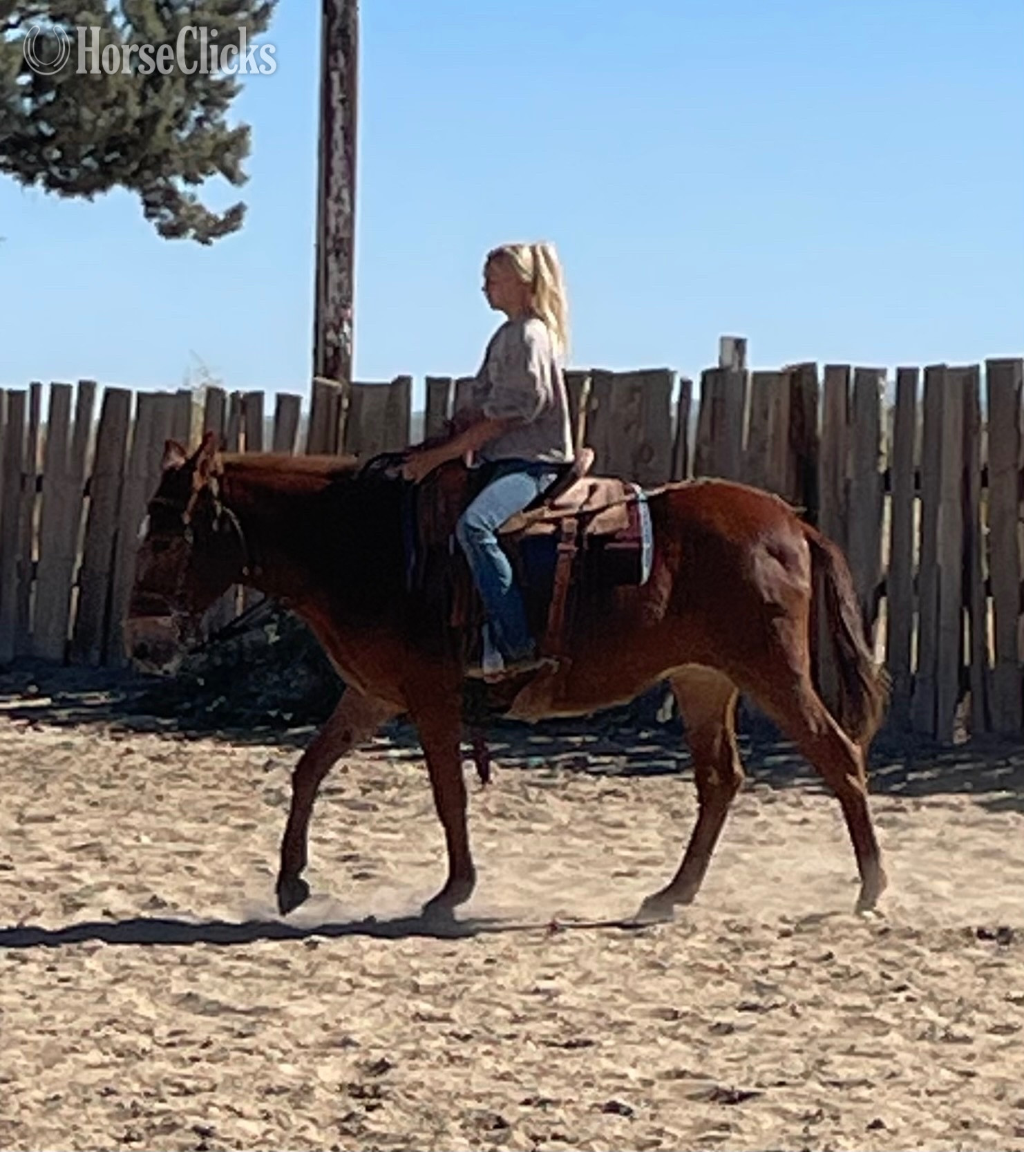 "Valentina" Chestnut Mare Mule in California