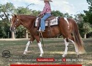 "Clifford " Pinto Gelding Pony