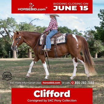 "Clifford " Pinto Gelding Pony