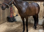 "raptor" Bay Mare Warmblood