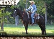 "Chance" Black Gelding Gypsy Vanner