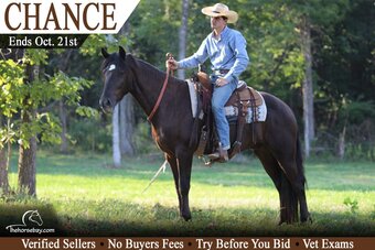 "Chance" Black Gelding Gypsy Vanner