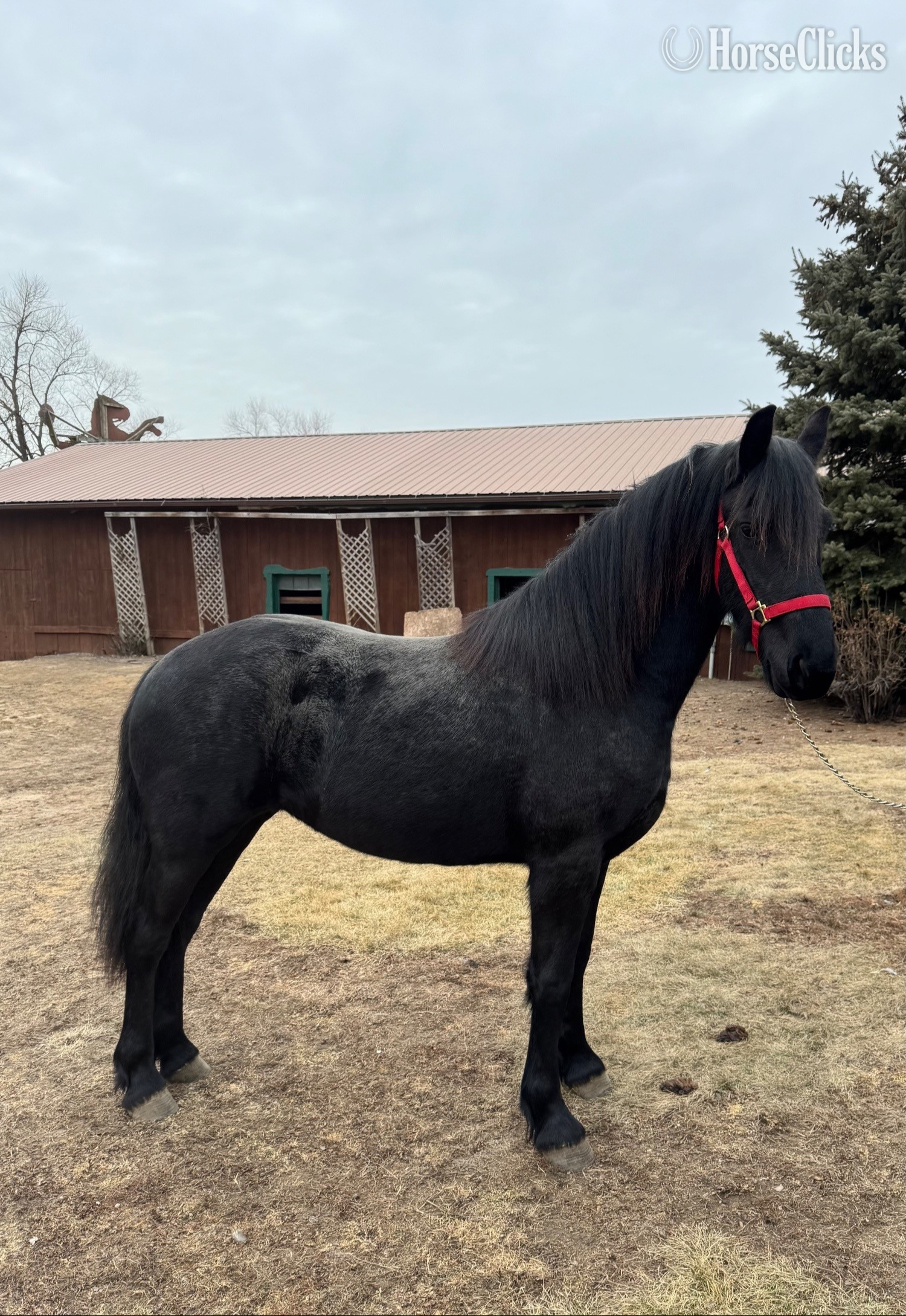 "Xena" Black Filly Friesian in Wisconsin