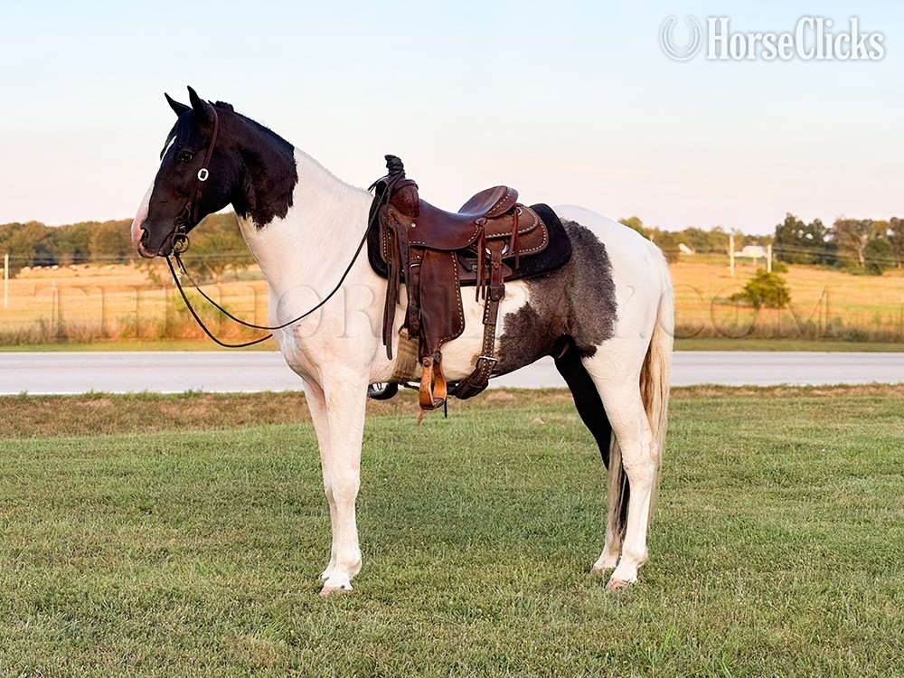 "Patch" White Gelding Tennessee Walker in Tennessee