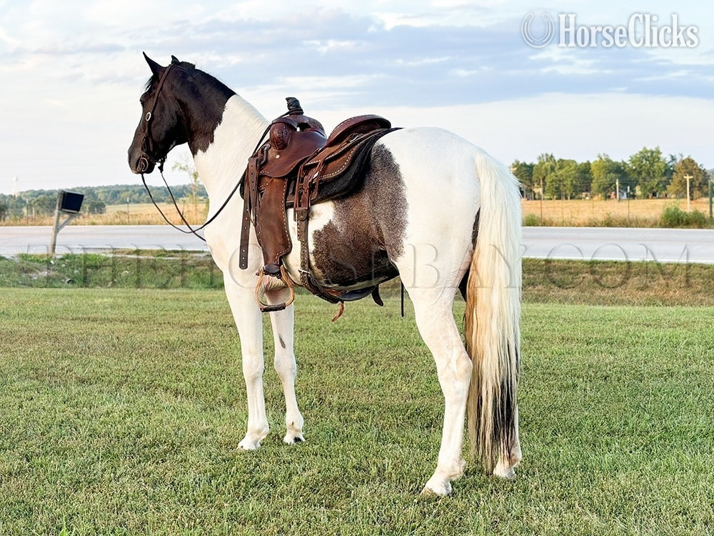 "Patch" White Gelding Tennessee Walker