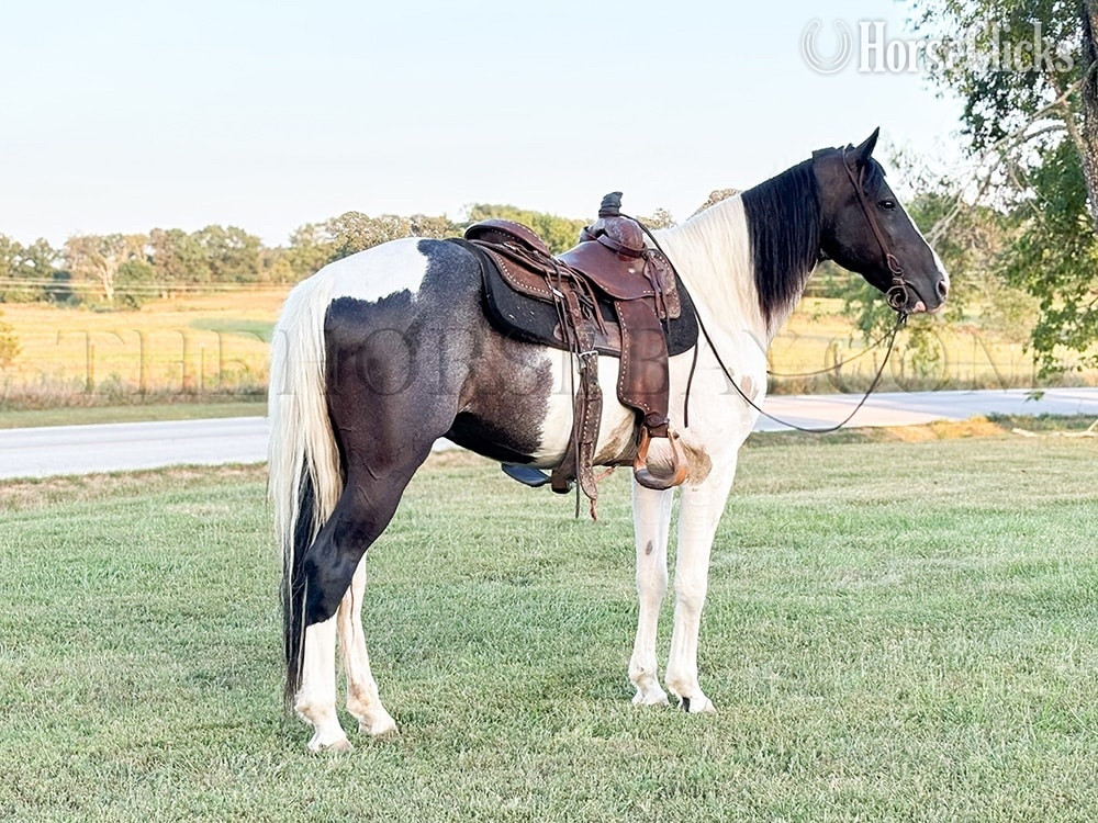 Tennessee "Patch" White Gelding Tennessee Walker