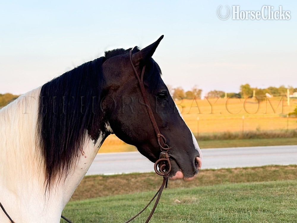 "Patch" White Gelding Tennessee Walker - Tennessee Walker in Tennessee