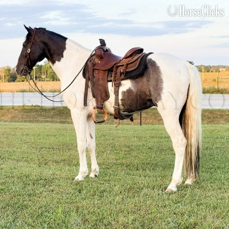 "Patch" White Gelding Tennessee Walker - Tennessee Walker