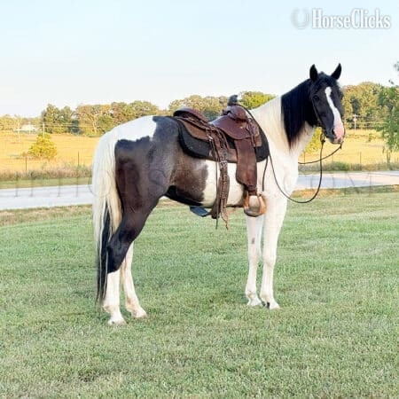 "Patch" White Gelding Tennessee Walker Tennessee