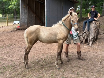 "Lonesome Dove" Silver Dapple Filly Rocky Mountain