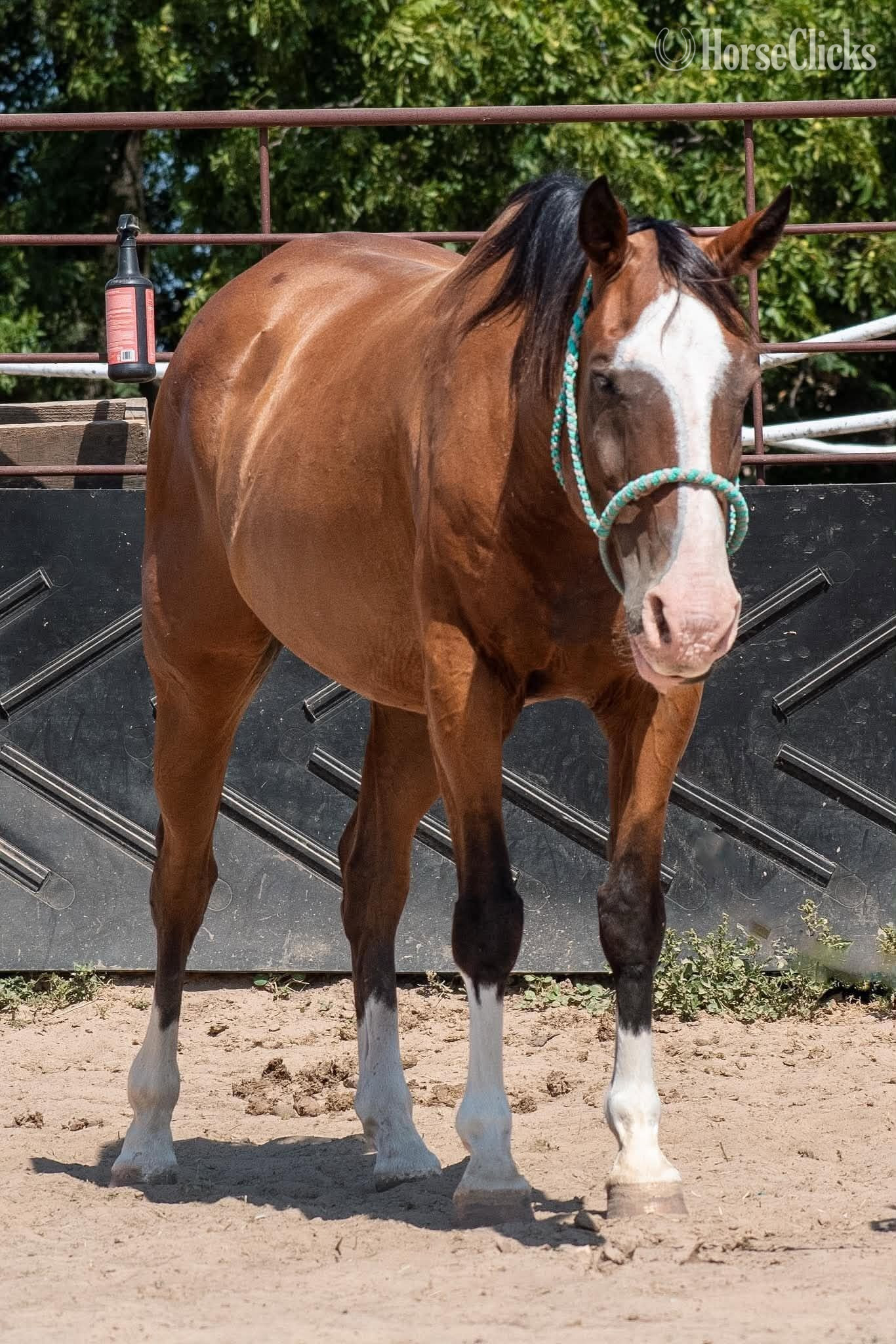 "Mr Crabs" Bay Gelding Quarter Horse