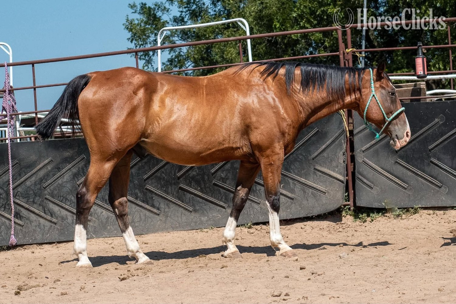Texas "Mr Crabs" Bay Gelding Quarter Horse