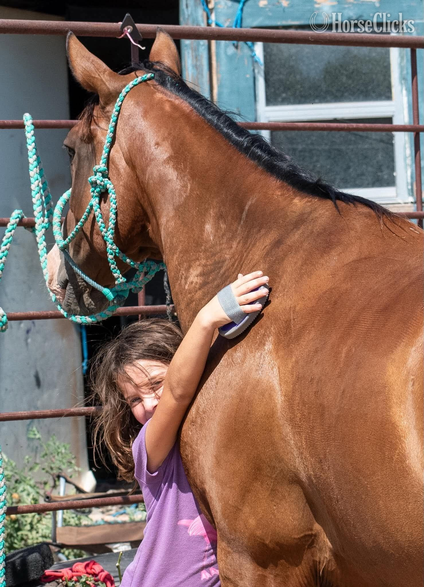 "Mr Crabs" Bay Gelding Quarter Horse - Quarter Horse in Texas