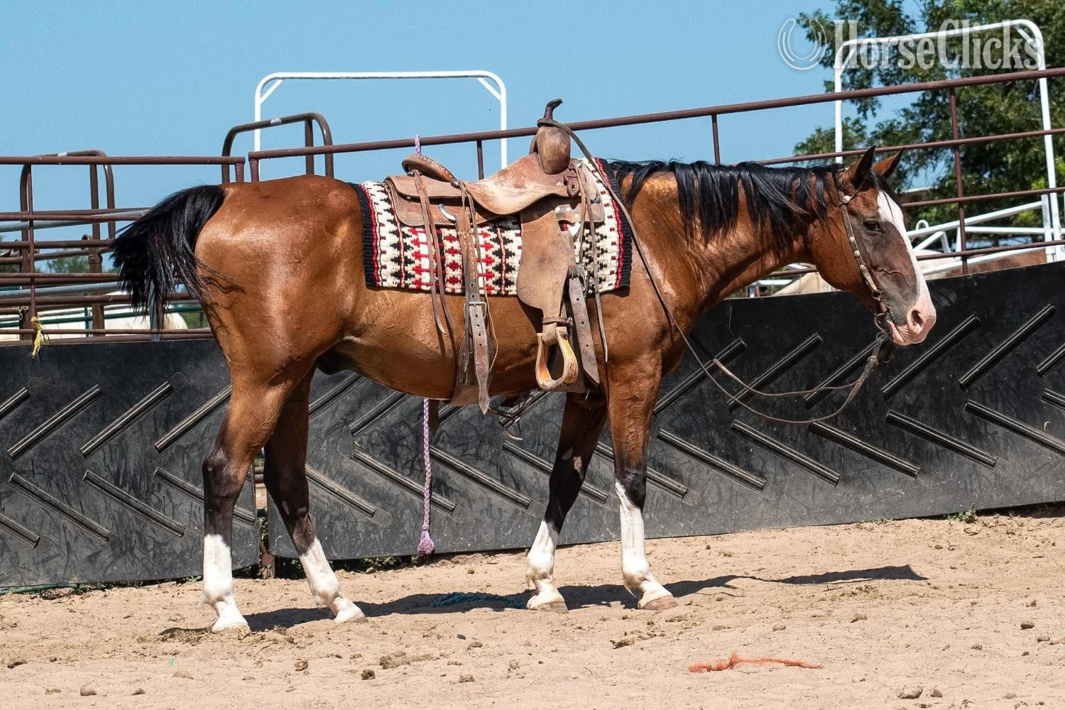 "Mr Crabs" Bay Gelding Quarter Horse - Quarter Horse