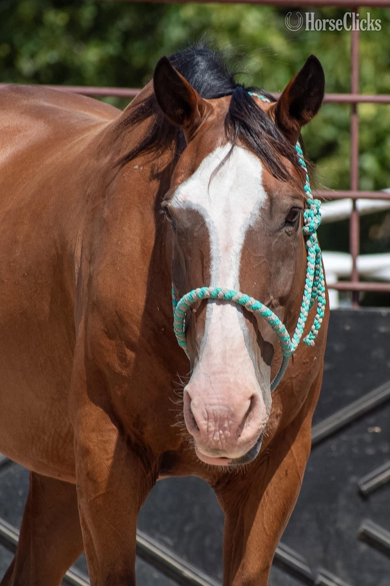 "Mr Crabs" Bay Gelding Quarter Horse Texas