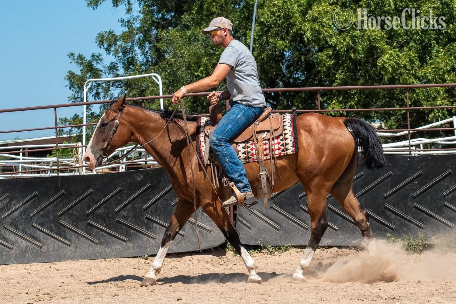 Quarter Horse - "Mr Crabs" Bay Gelding Quarter Horse in Texas