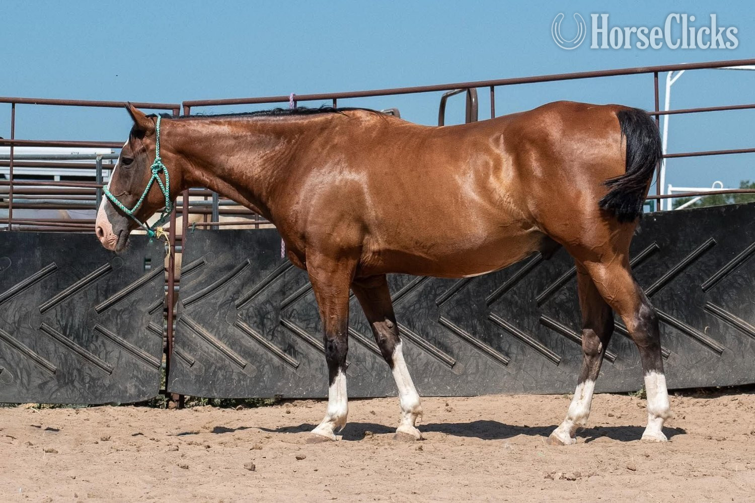 Quarter Horse - "Mr Crabs" Bay Gelding Quarter Horse
