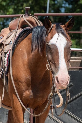"Mr Crabs" Bay Gelding Quarter Horse