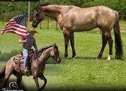 "Ratatouille " Grullo Gelding Paint
