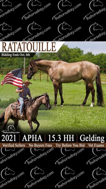 "Ratatouille " Grullo Gelding Paint