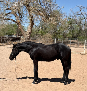 "Indalo " Black Gelding Friesian