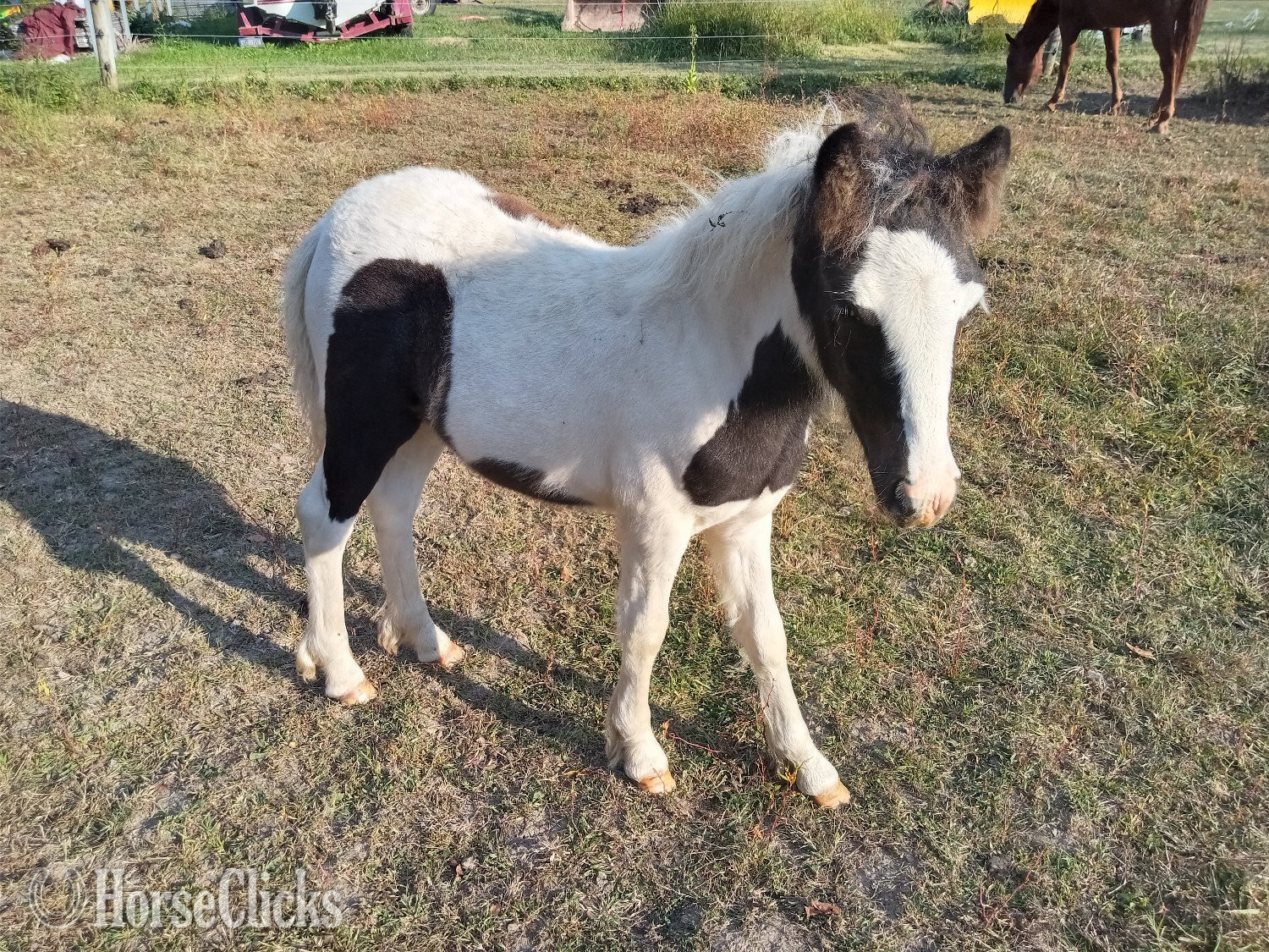 "Juniper" Tabiano Filly Gypsy Vanner