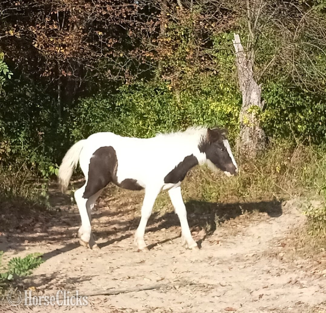 Pennsylvania "Juniper" Tabiano Filly Gypsy Vanner