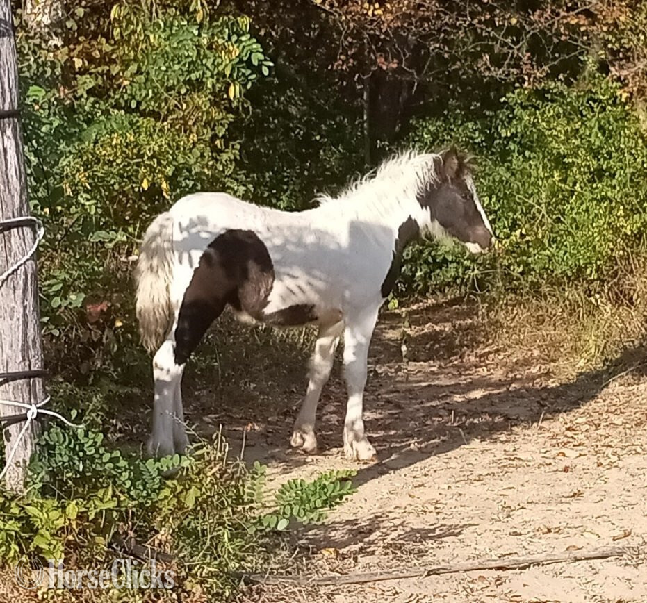 "Juniper" Tabiano Filly Gypsy Vanner - Gypsy Vanner in Pennsylvania