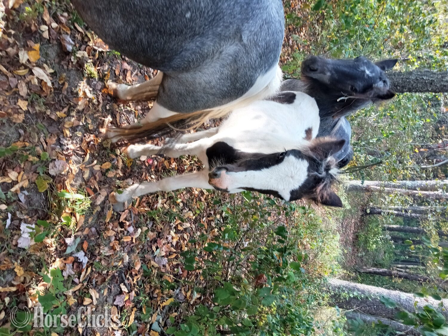 "Juniper" Tabiano Filly Gypsy Vanner - Gypsy Vanner