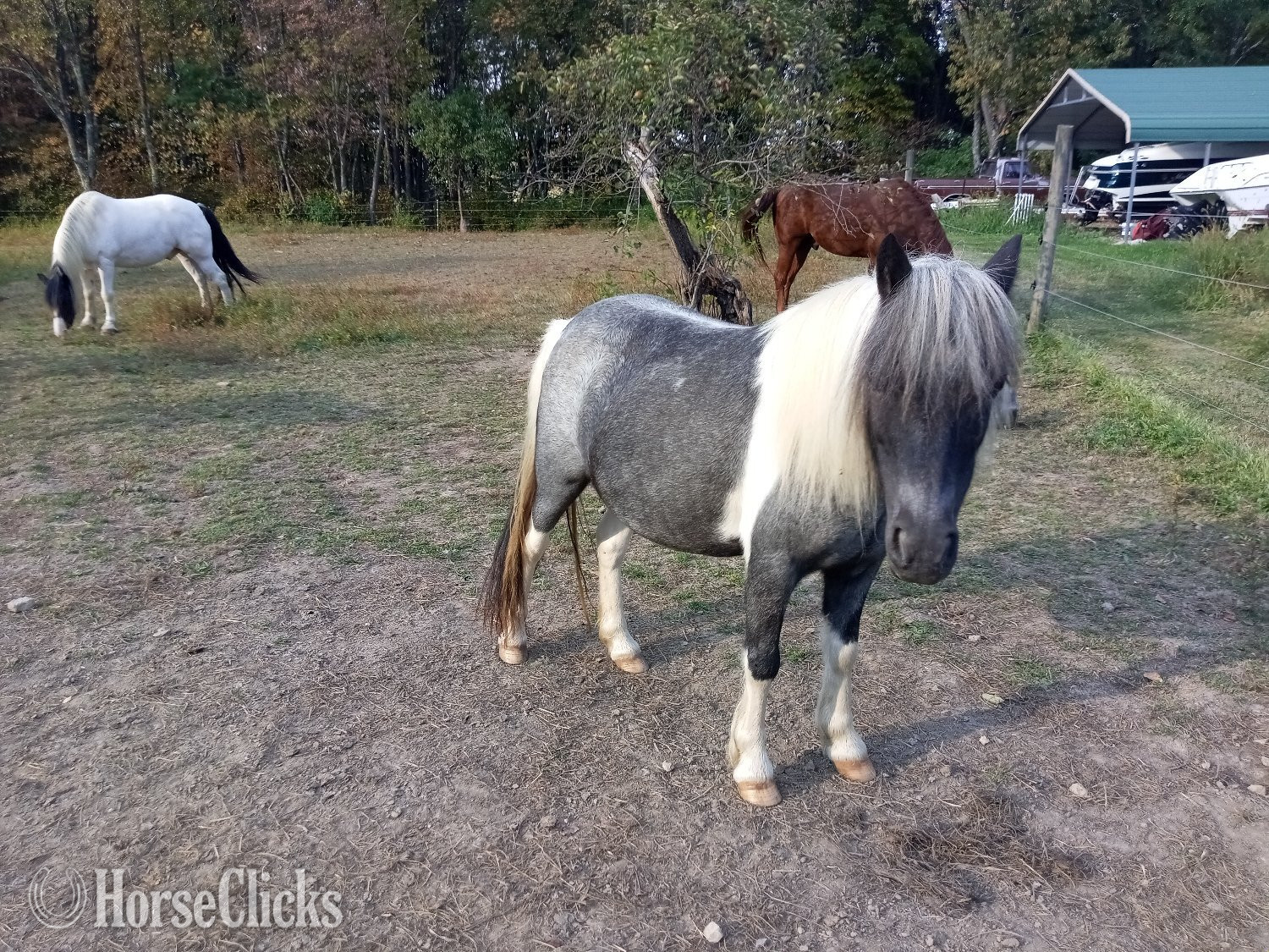 "Juniper" Tabiano Filly Gypsy Vanner Pennsylvania