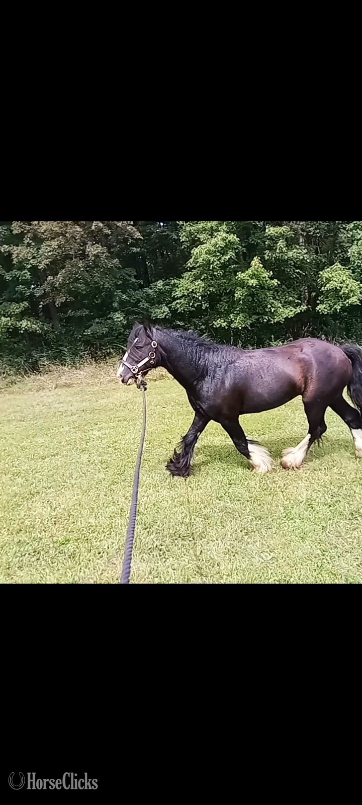 Gypsy Vanner - "Juniper" Tabiano Filly Gypsy Vanner in Pennsylvania