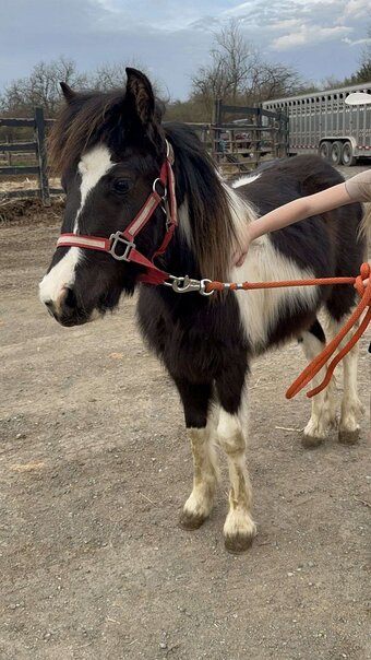 "Spirit" Overo Colt Gypsy Vanner