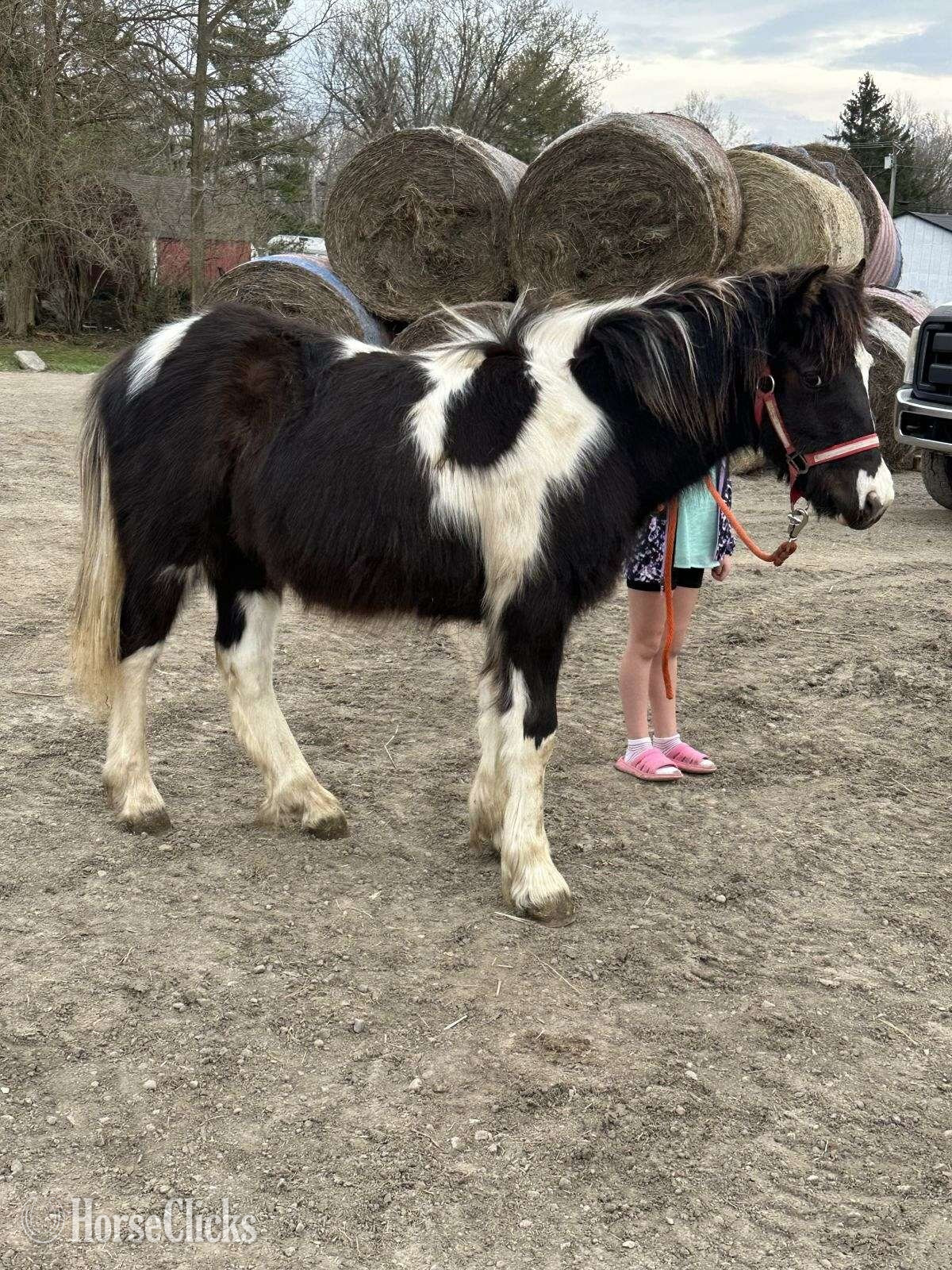 "Spirit" Overo Colt Gypsy Vanner