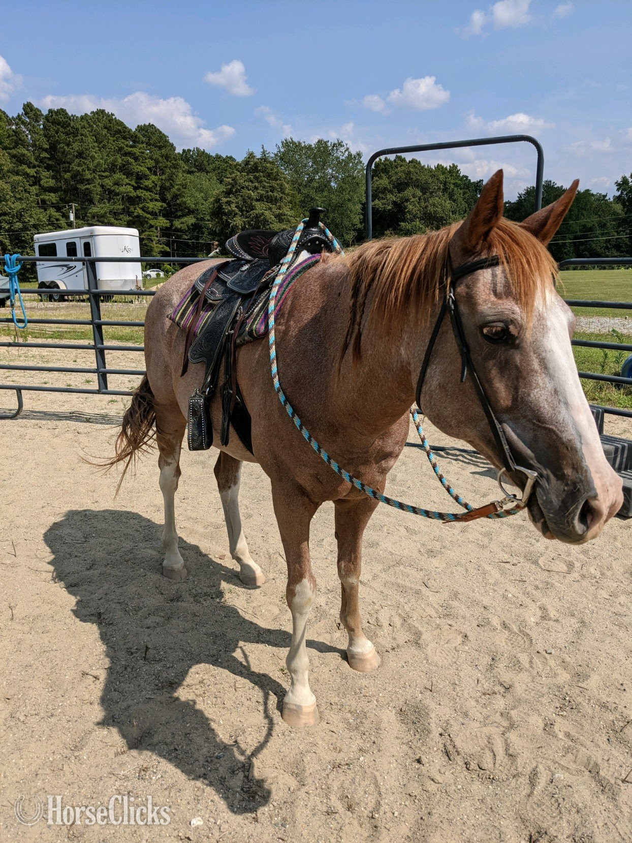 "Flynn" Red Roan Gelding Quarter Horse in Virginia