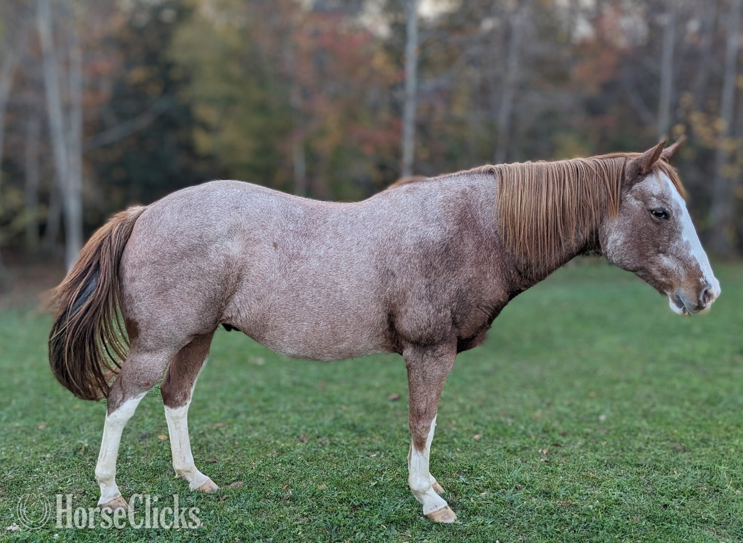 Virginia "Flynn" Red Roan Gelding Quarter Horse