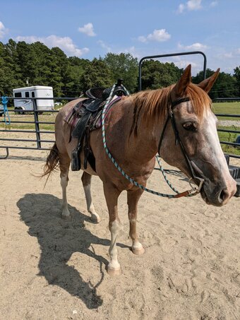 "Flynn" Red Roan Gelding Quarter Horse