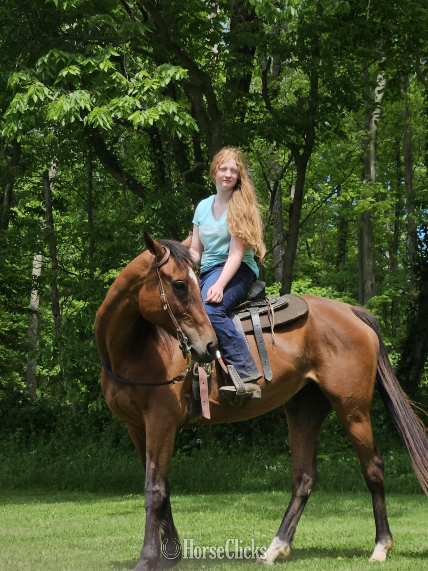 "Mollys party " Bay Mare Thoroughbred in Indiana