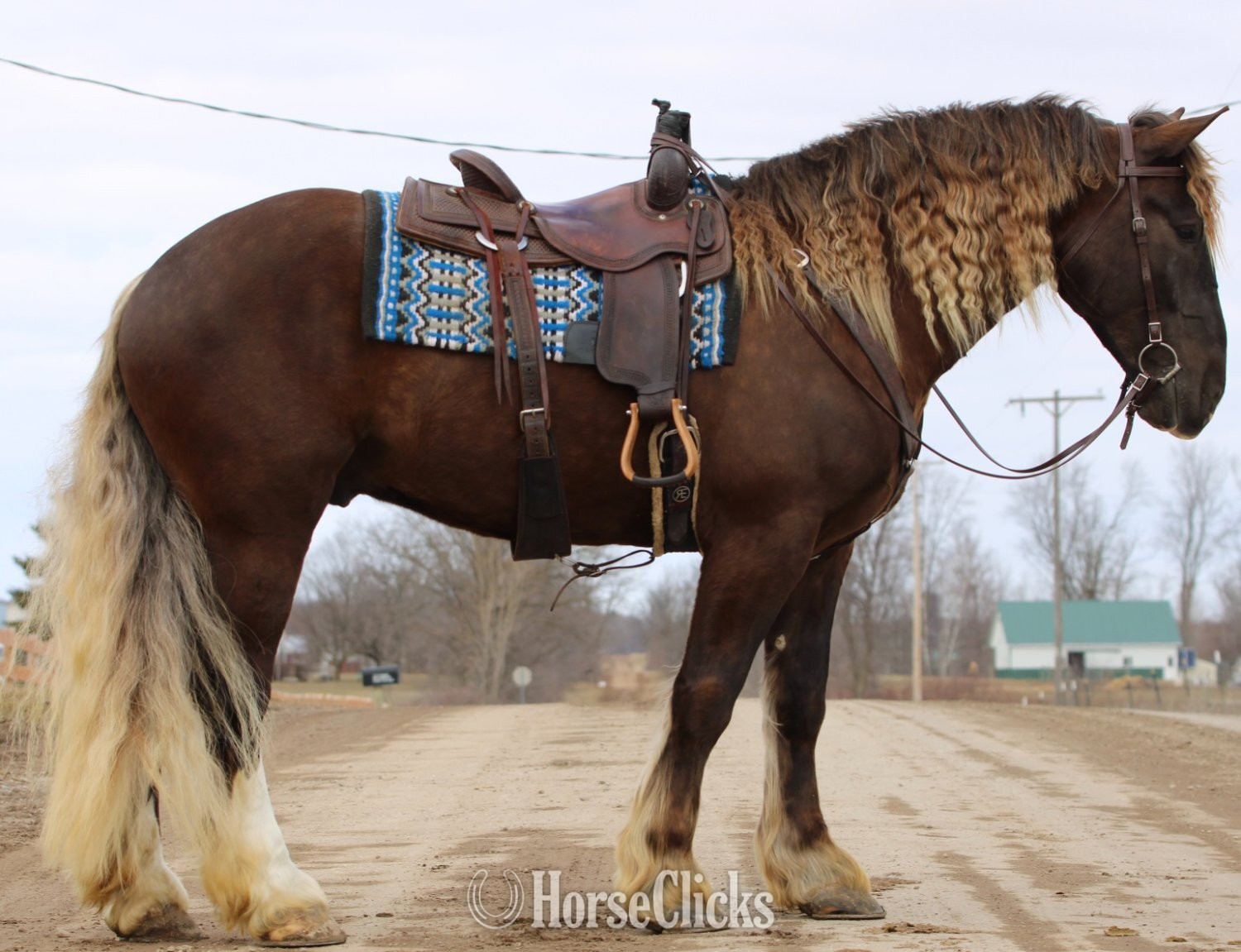 "Samson" Chocolate Gelding Draft in Michigan