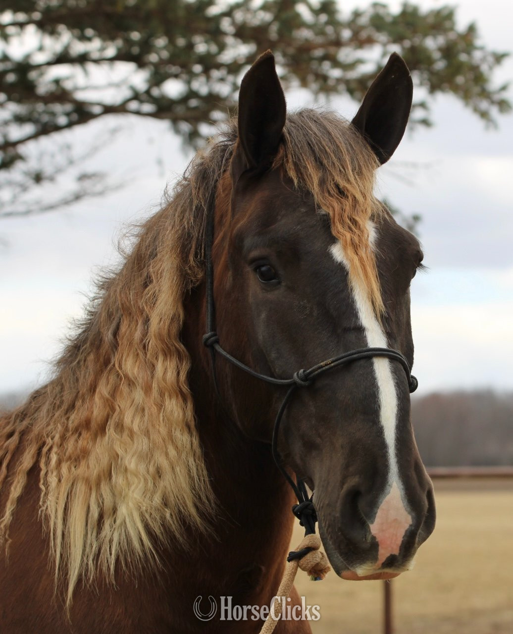 "Samson" Chocolate Gelding Draft