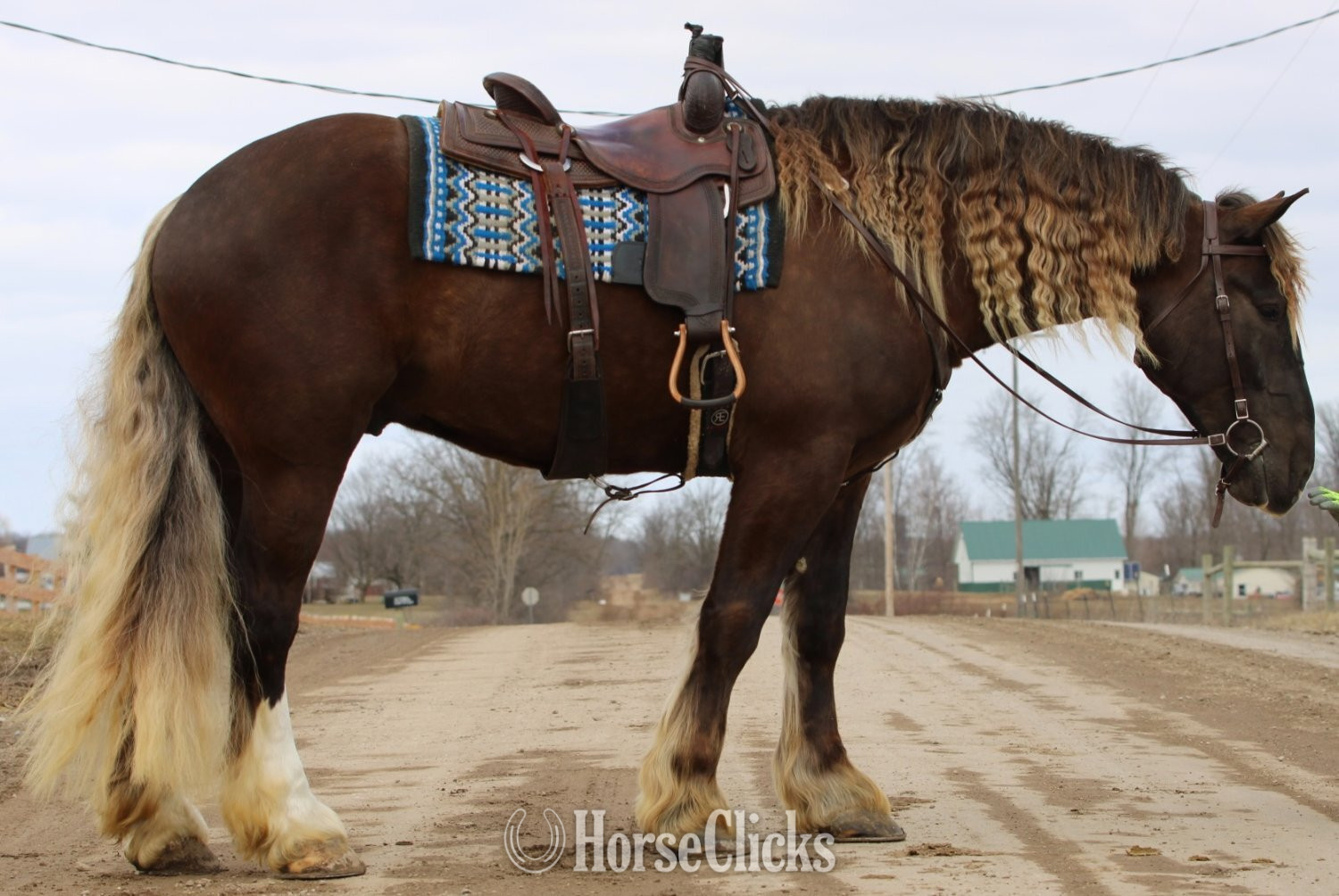 Michigan "Samson" Chocolate Gelding Draft